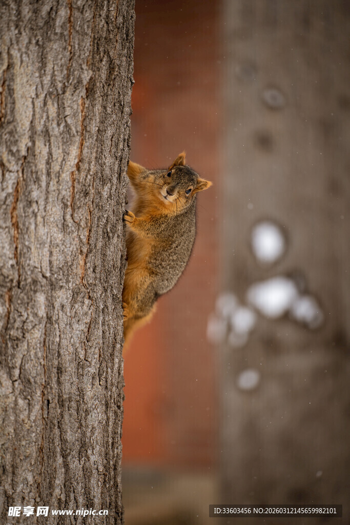 松鼠躲在树干