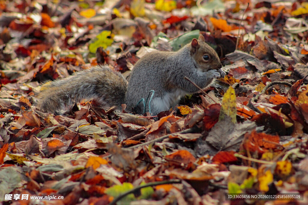 落叶中觅食的可爱松鼠