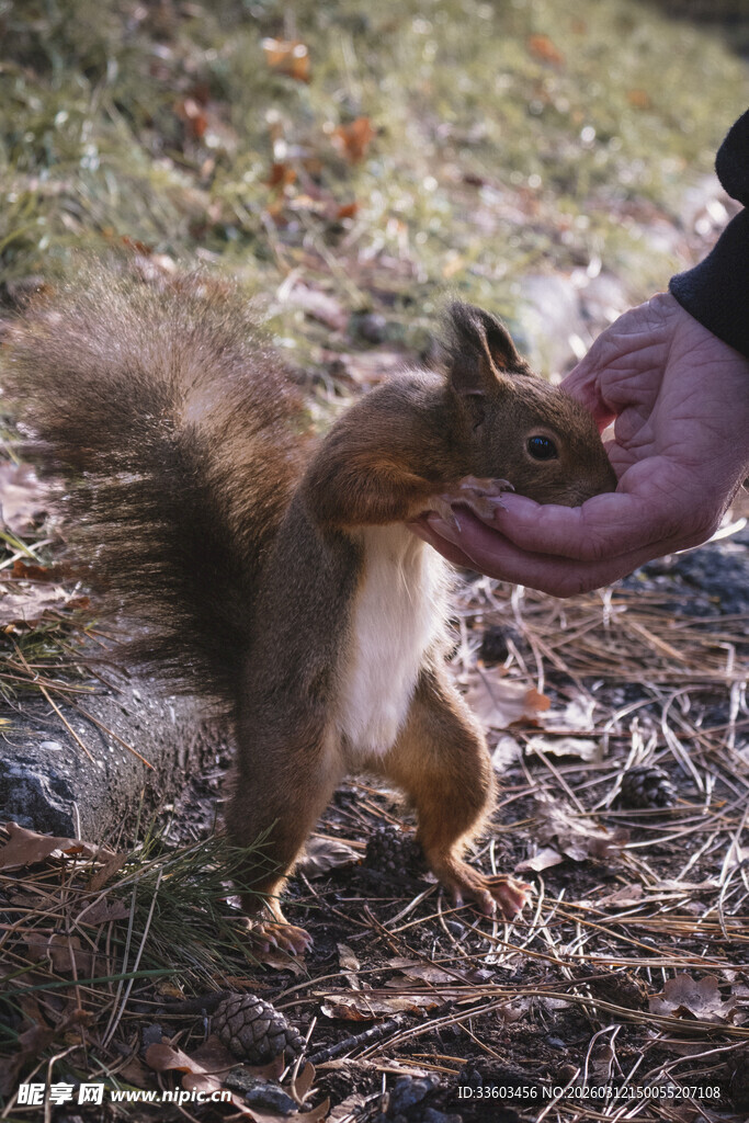 人与松鼠亲密互动瞬间