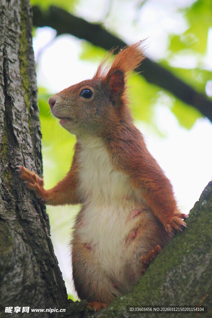 树上的红松鼠