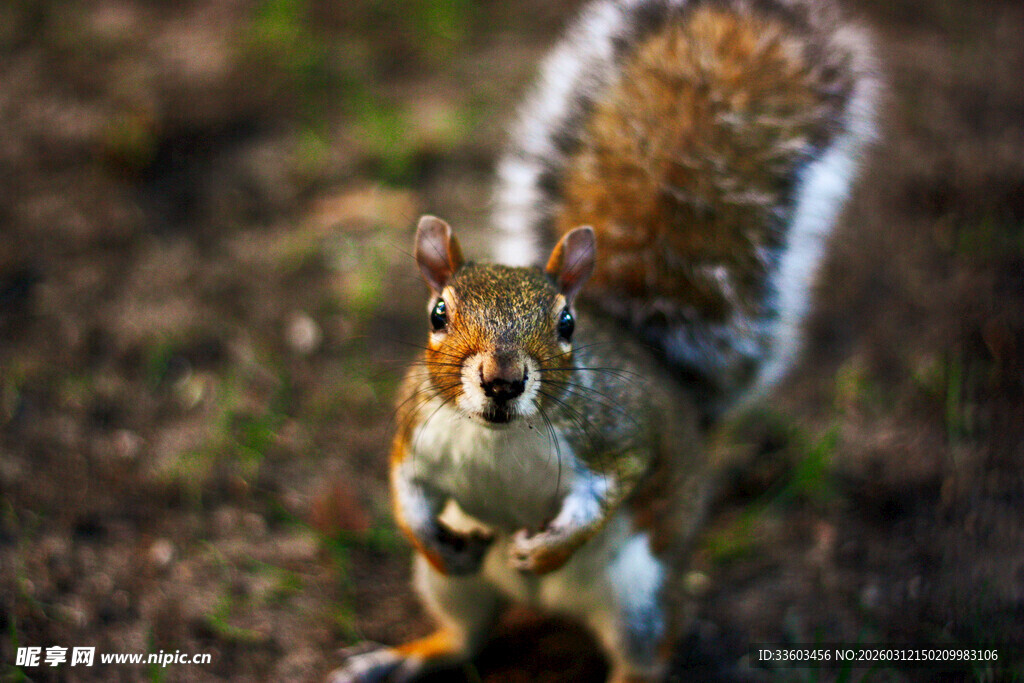 站立进食的可爱小松鼠