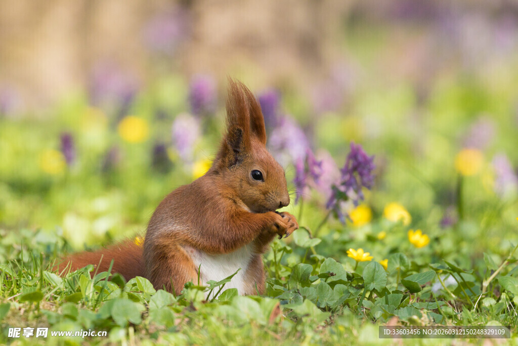 草地上的松鼠进食瞬间
