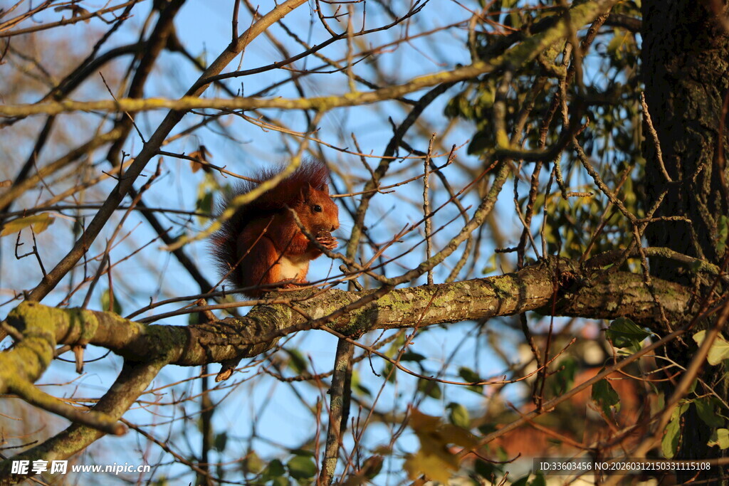 树枝上的松鼠