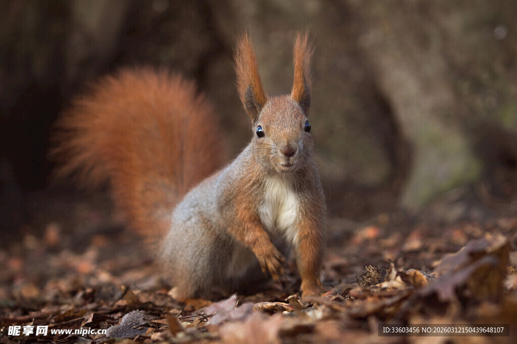 林间松鼠在落叶中觅食