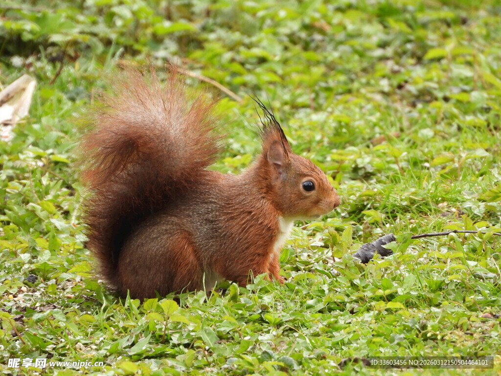 草地上的红松鼠