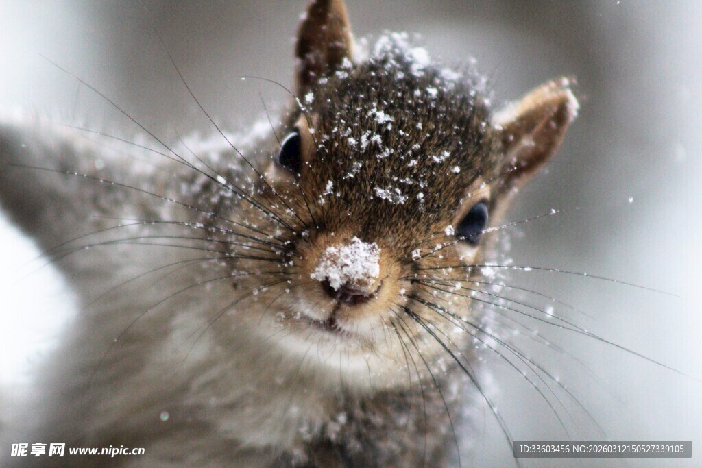 雪中松鼠