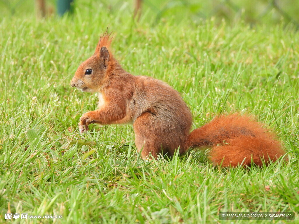 草地上的红松鼠