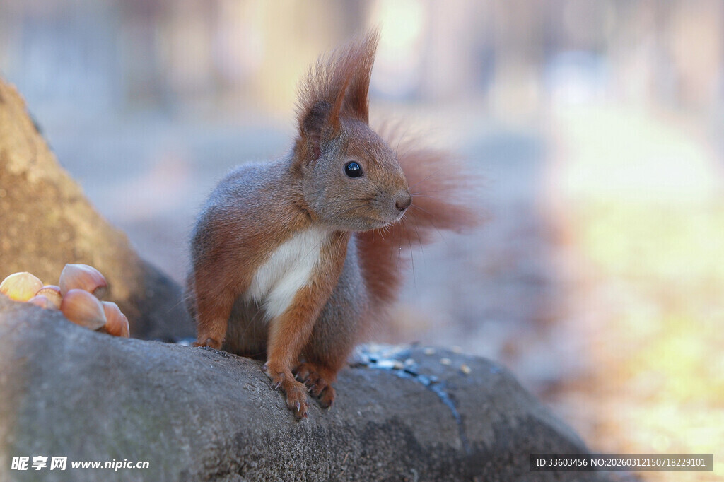 岩石上的可爱红松鼠