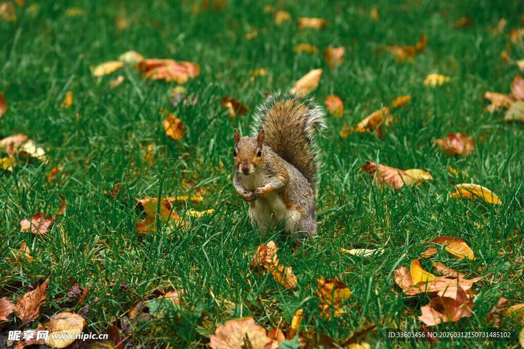 草地上觅食的可爱小松鼠