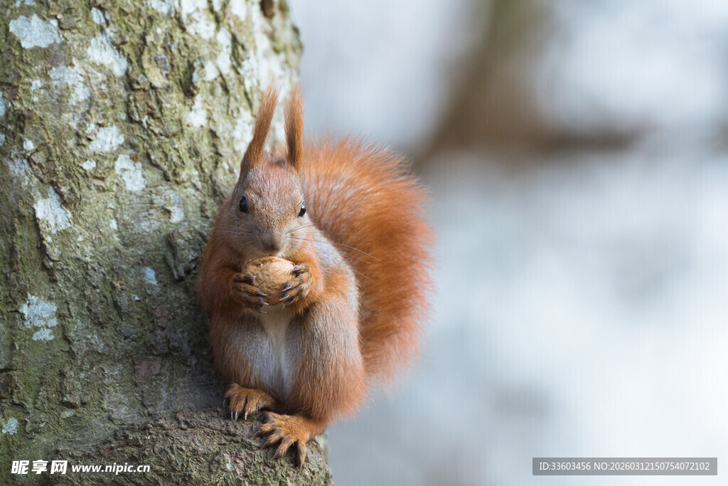 雪地中抱坚果的可爱松鼠
