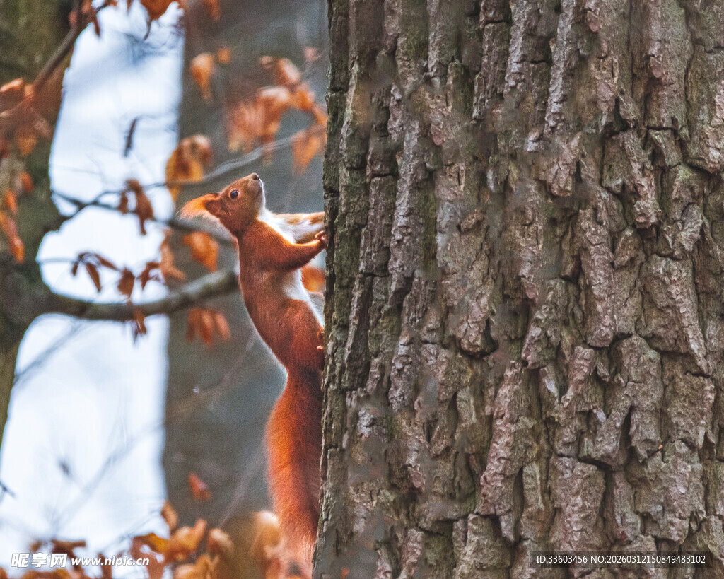 树干旁的红松鼠