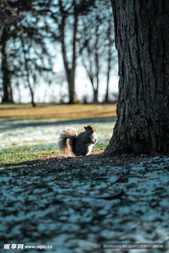 树下松鼠