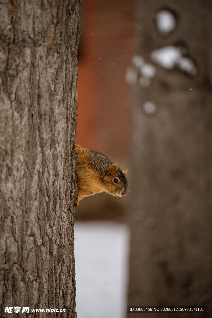 树干后探头的可爱松鼠
