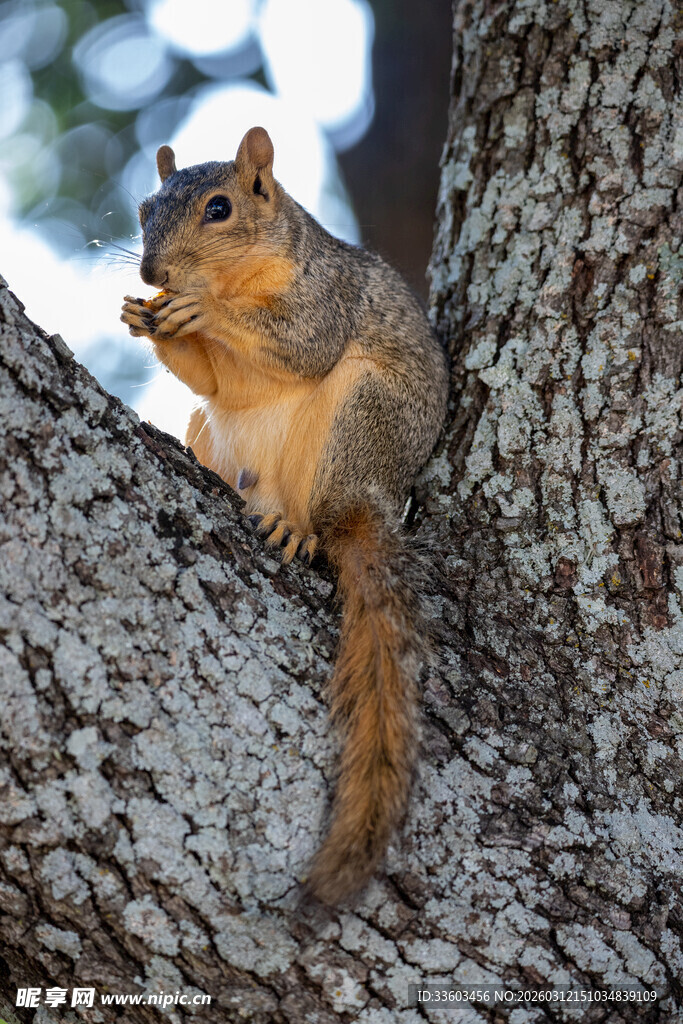树上松鼠进食瞬间