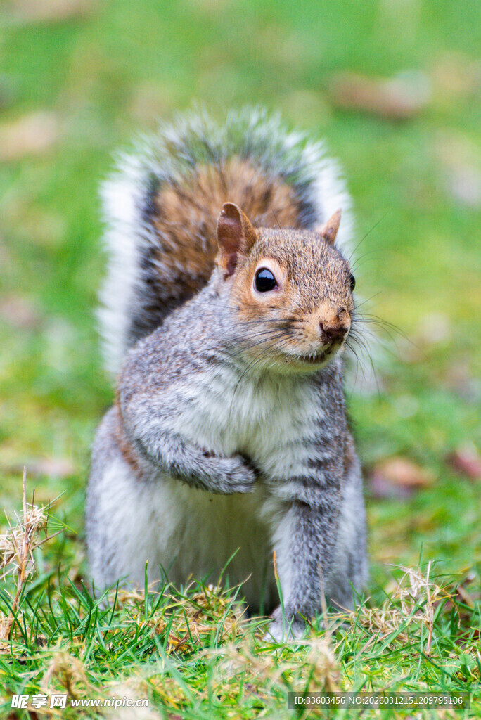 草地上的可爱松鼠