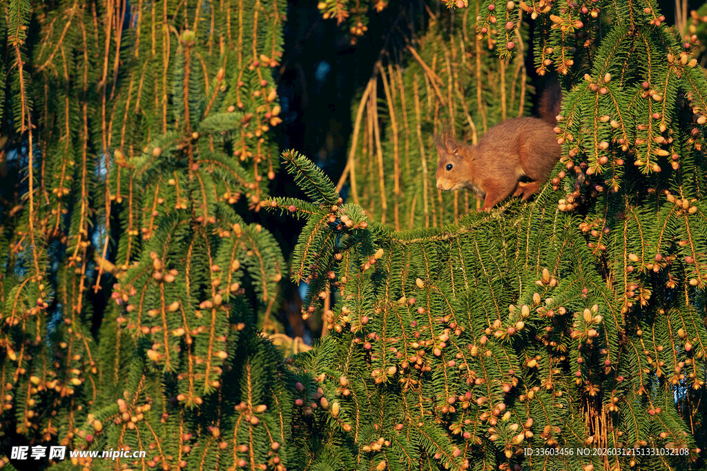 林间松鼠藏于繁茂枝叶间