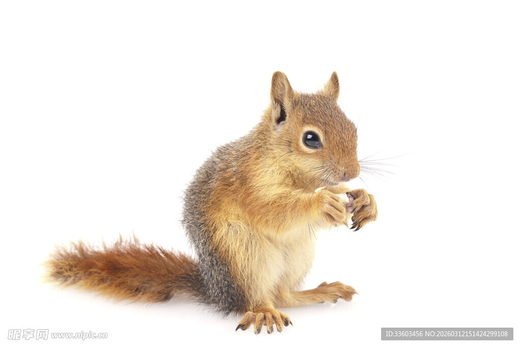 可爱松鼠进食瞬间