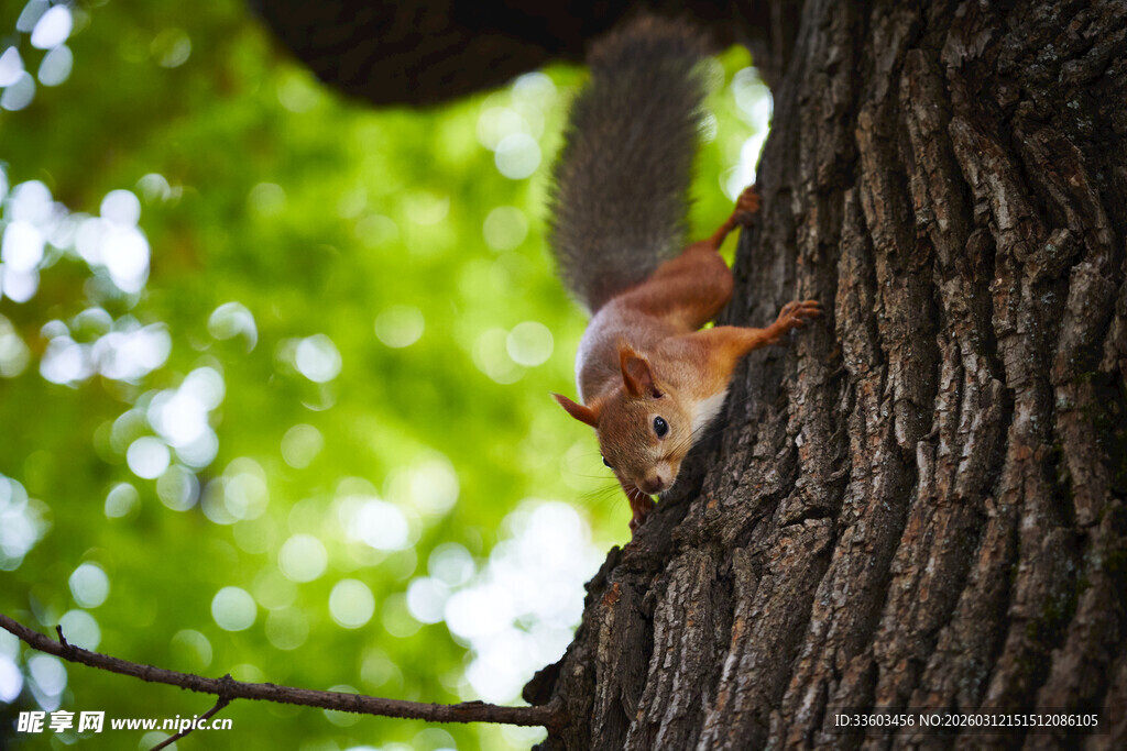 树干旁的可爱小松鼠