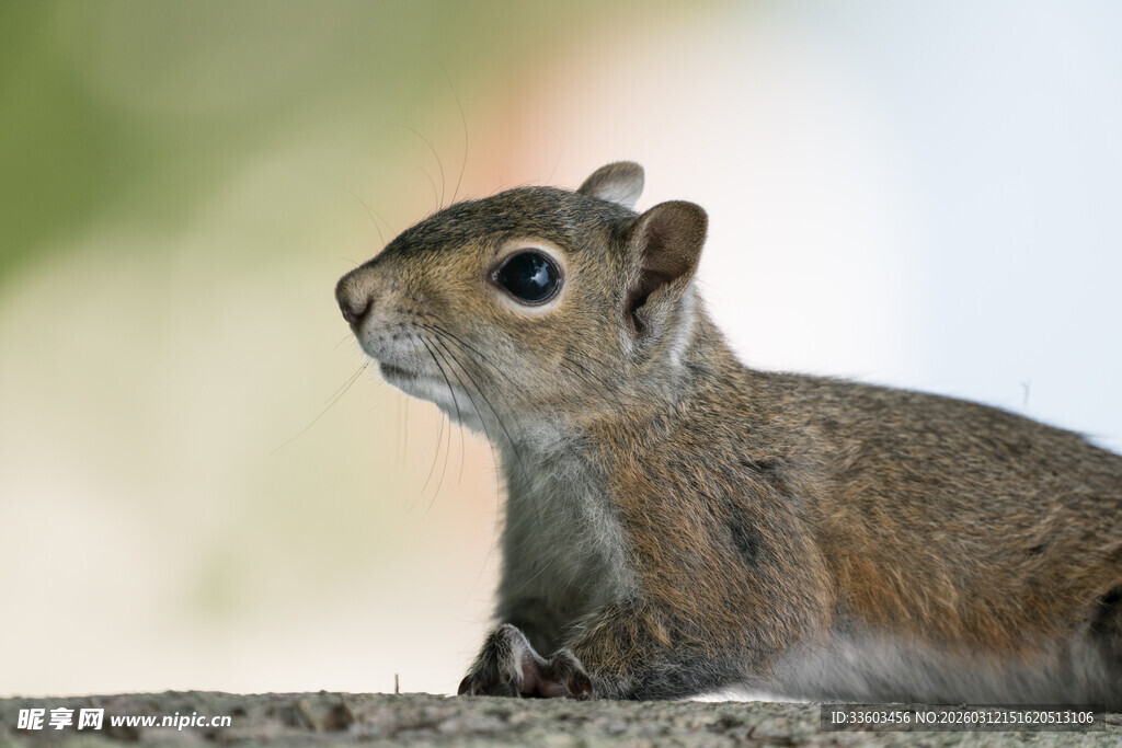 可爱松鼠静卧姿态特写