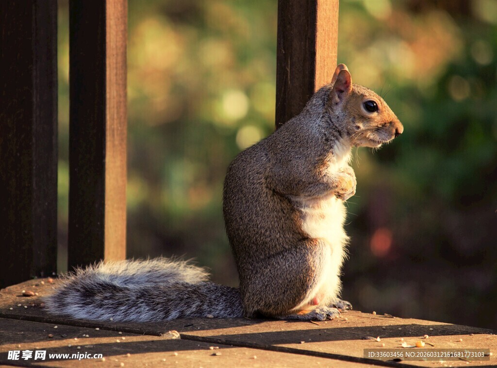 站立的松鼠