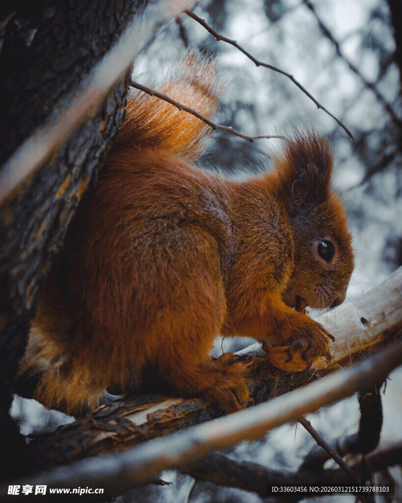 雪地中进食的可爱红松鼠