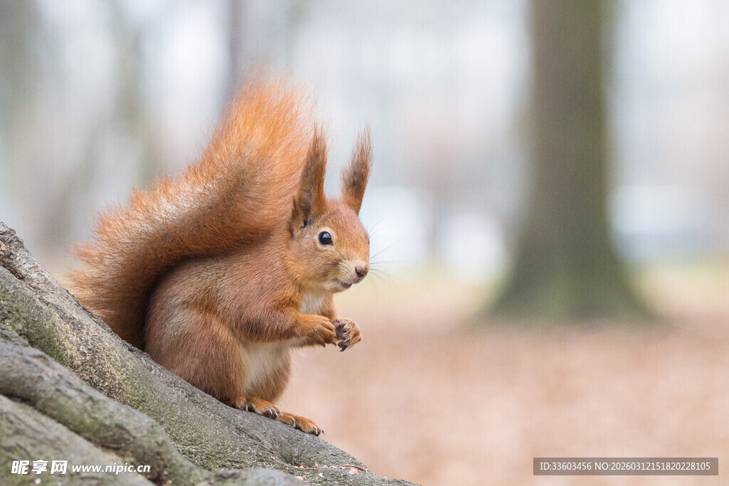 树枝上的红松鼠