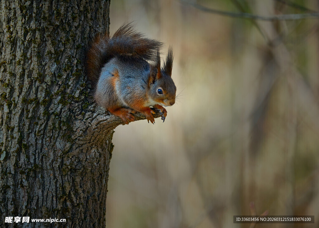 树干上进食的可爱松鼠
