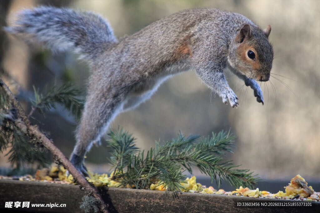 松鼠跃起觅食瞬间