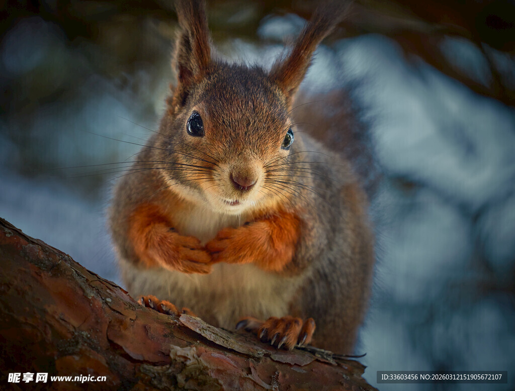 树枝上的可爱松鼠