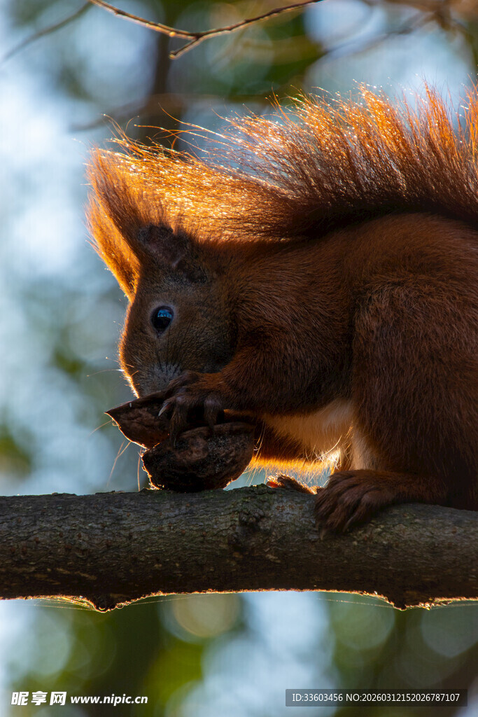 树枝上的红松鼠进食瞬间