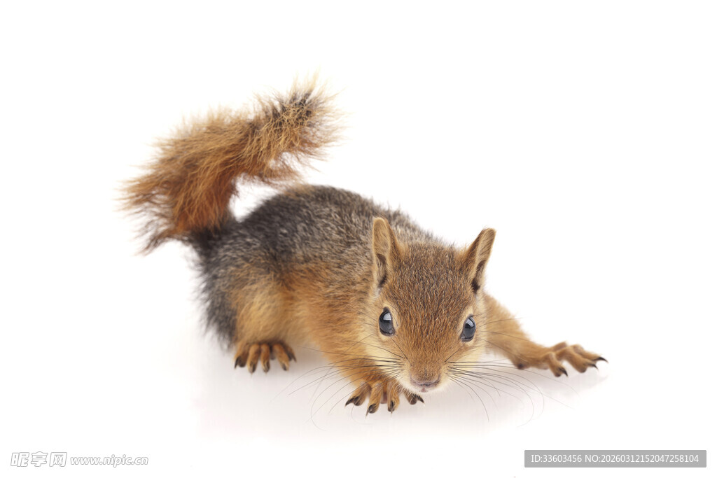 可爱松鼠伸展姿态