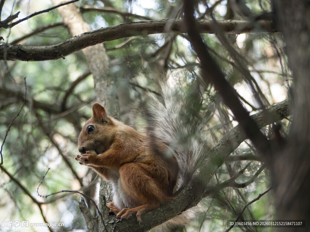 树上松鼠进食瞬间