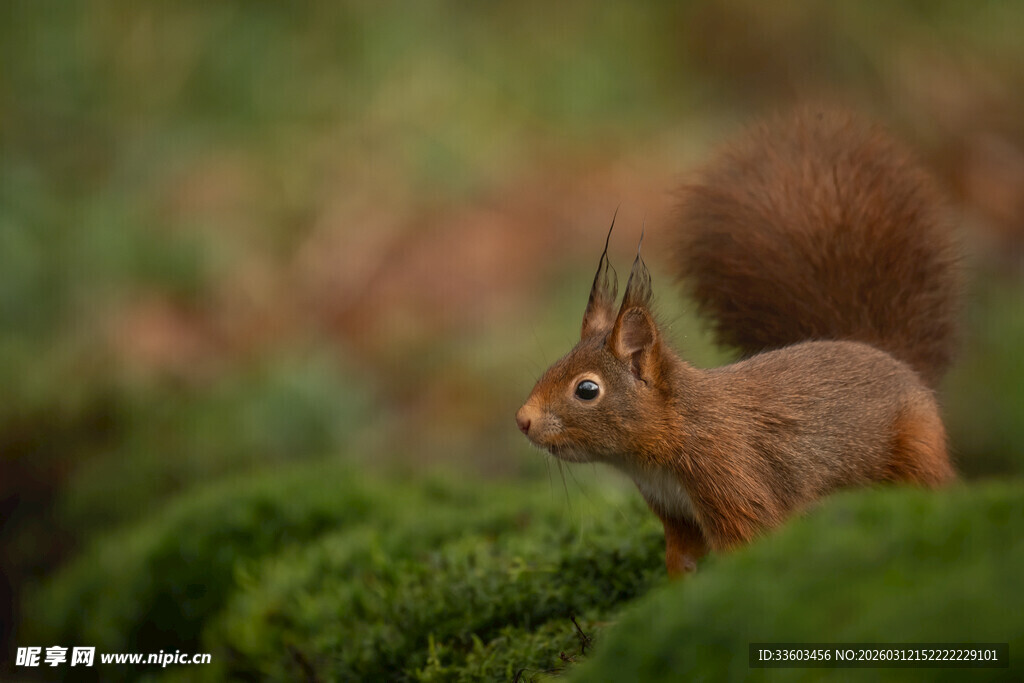 林间可爱松鼠