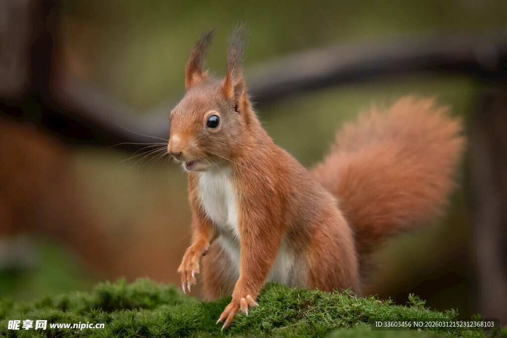 站立的红松鼠