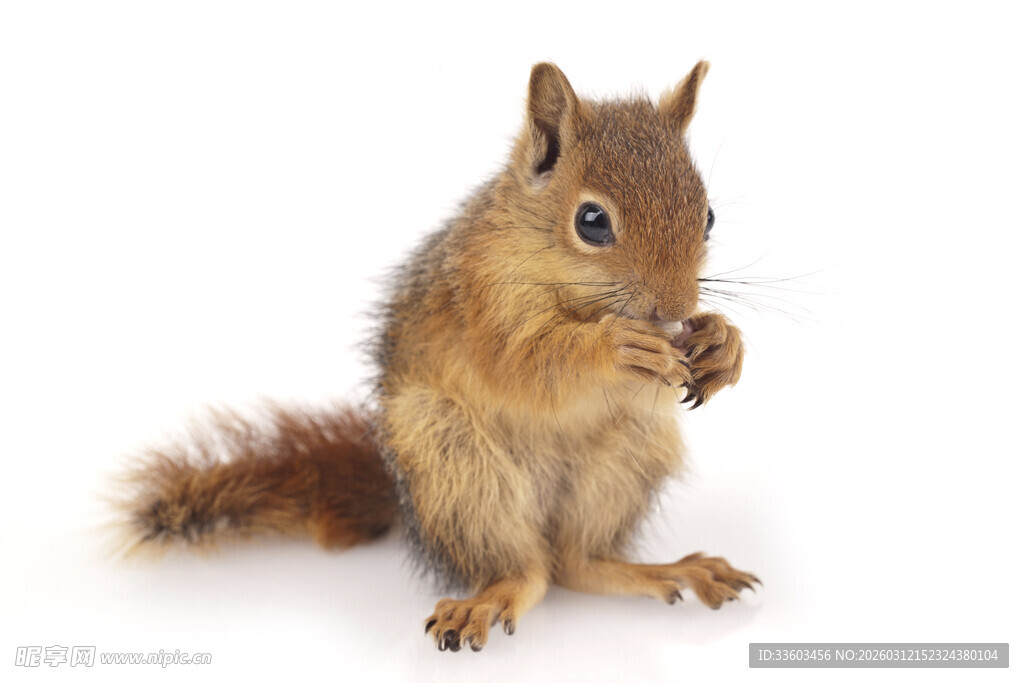 可爱松鼠进食瞬间