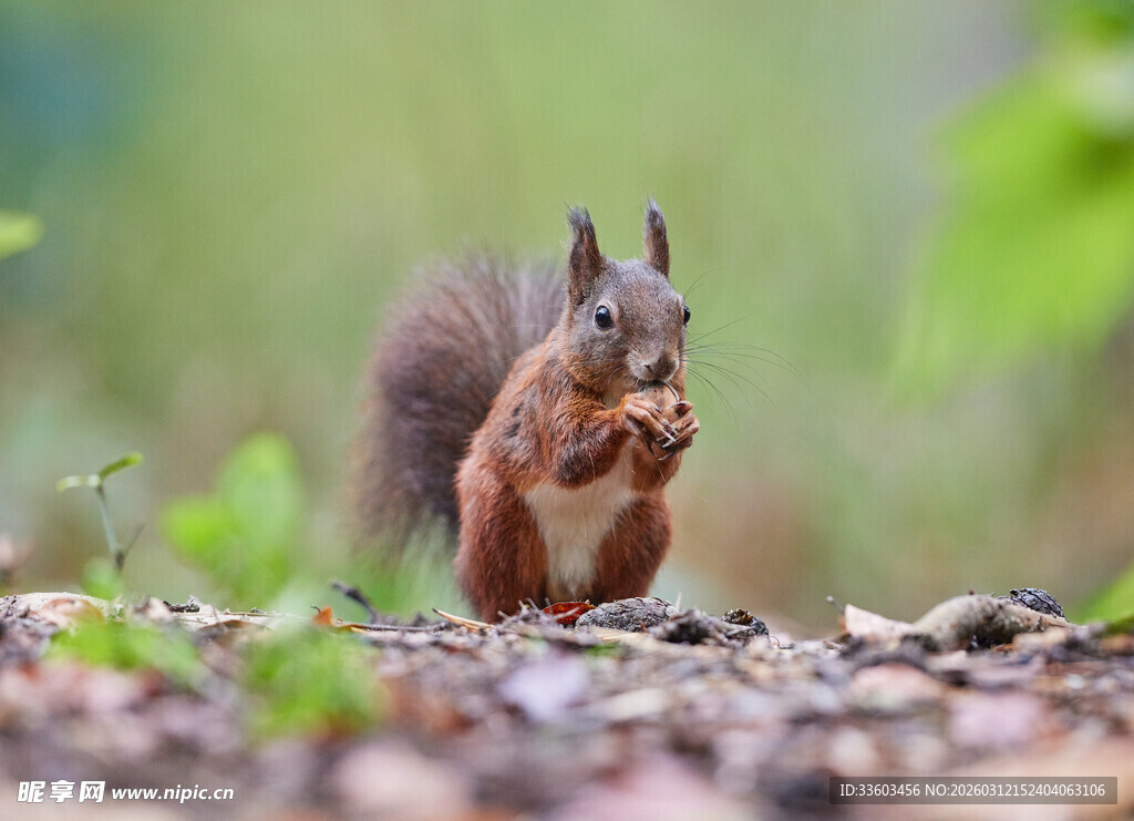 可爱松鼠于自然中进食
