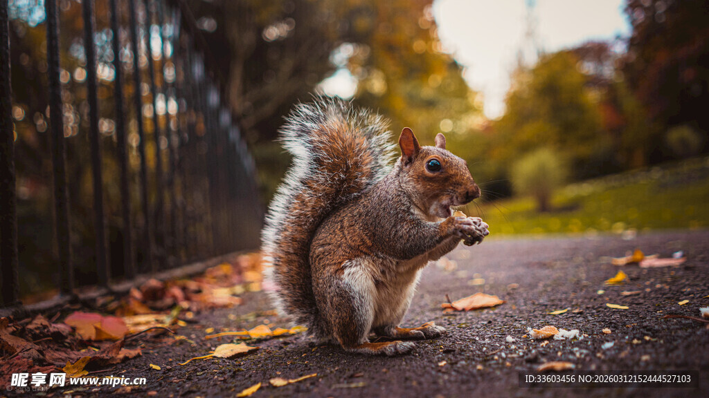 秋日路边进食的可爱松鼠