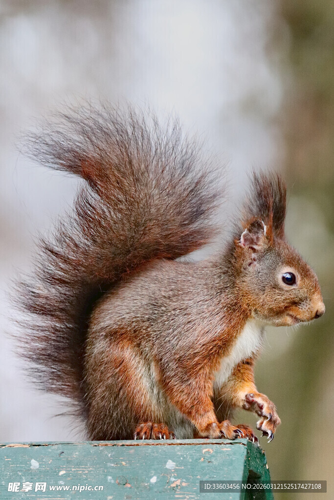 可爱松鼠蹲坐绿色平台上