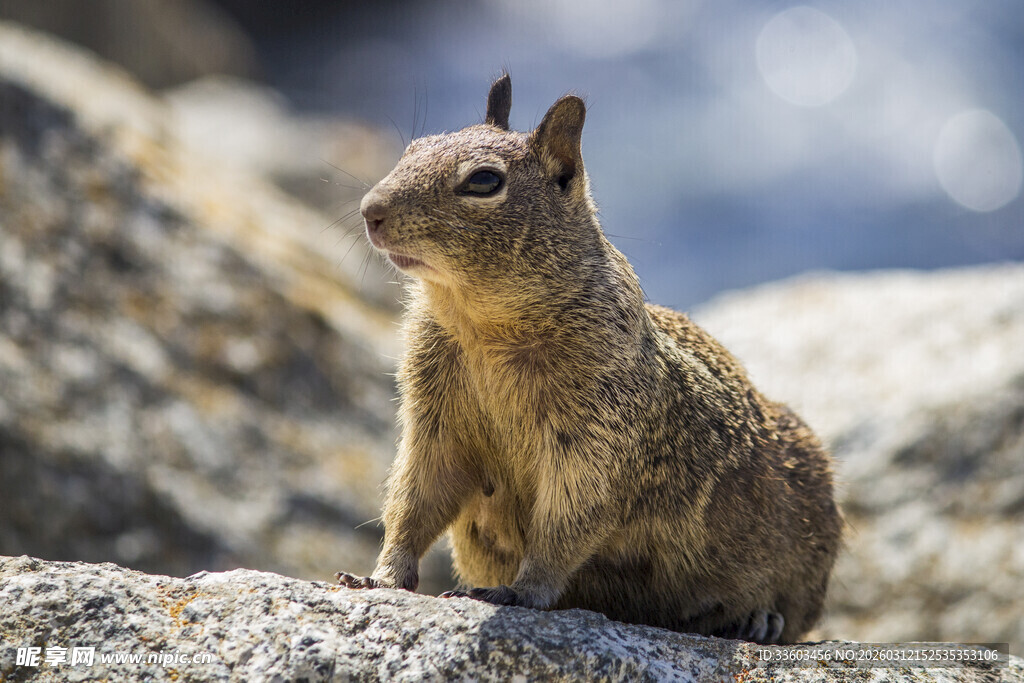 岩石上的松鼠