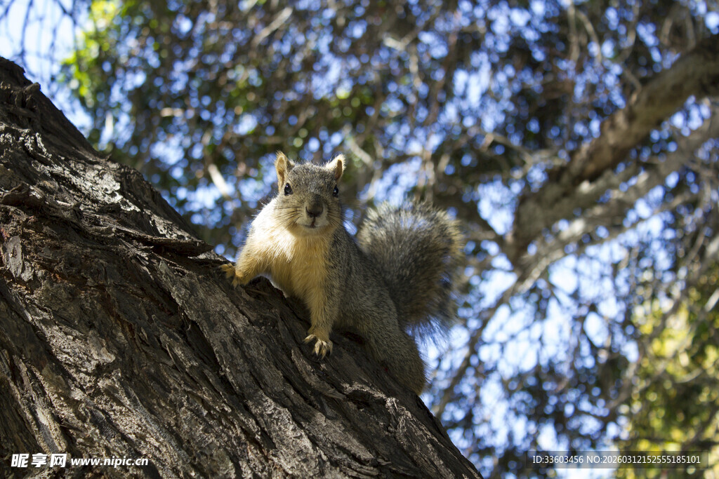 树上的松鼠