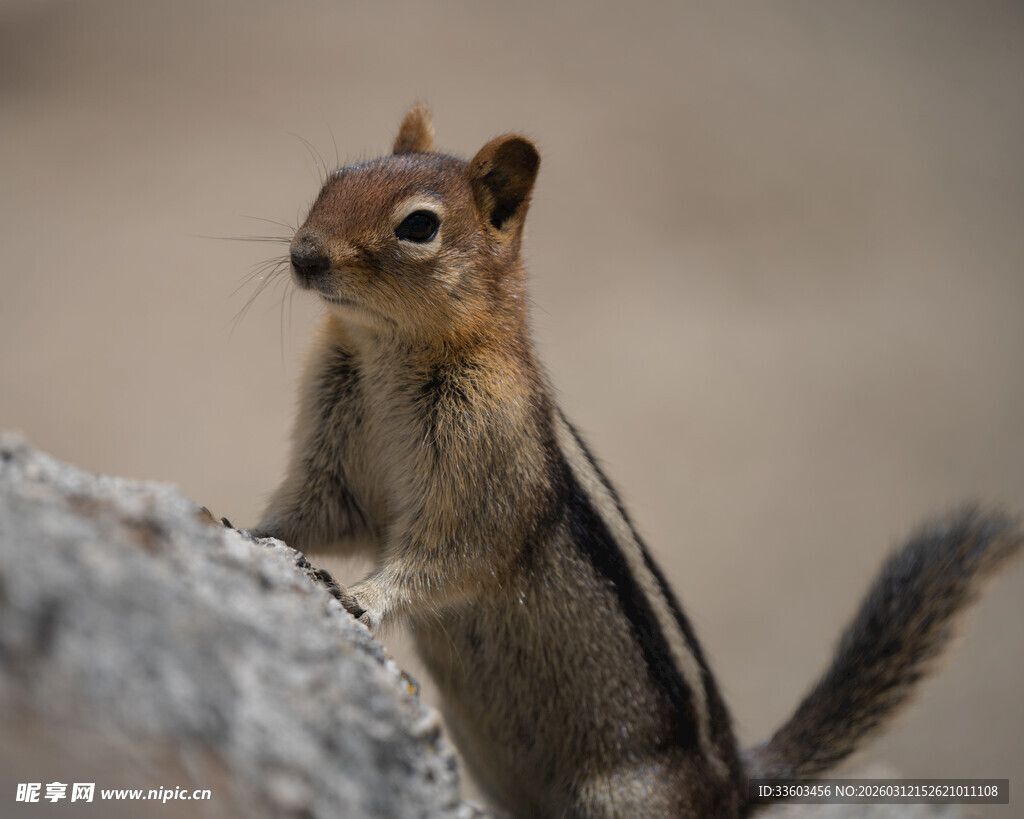 岩石上的可爱花栗鼠