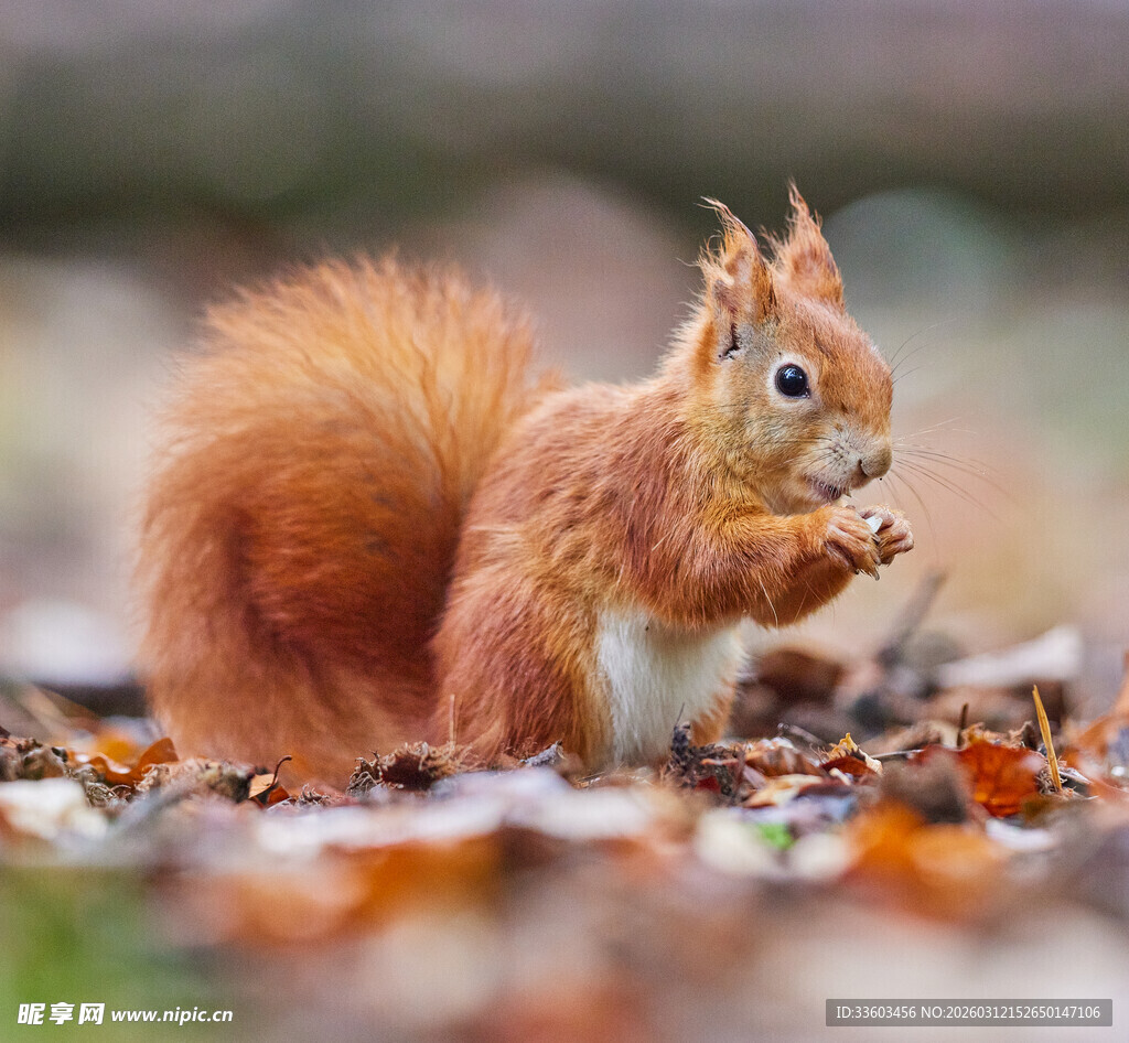 秋日松鼠进食瞬间