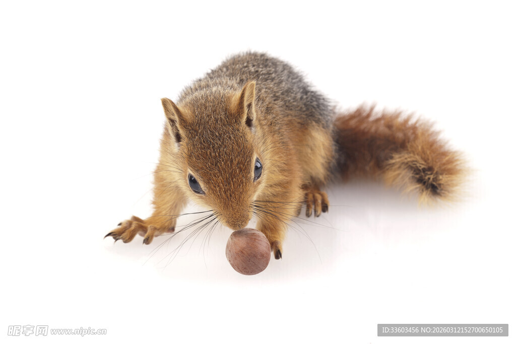 松鼠衔果的可爱瞬间