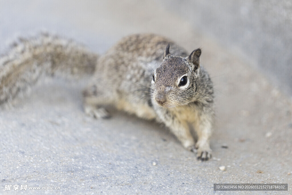 地面上的松鼠