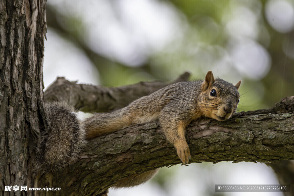 松鼠慵懒趴于树干
