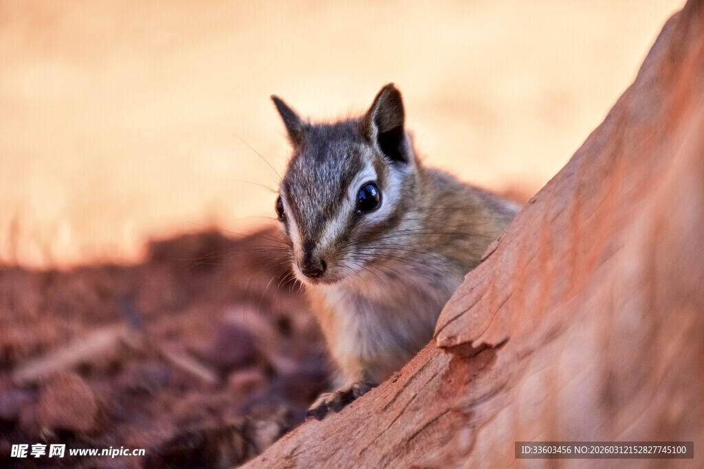 岩石边的可爱花栗鼠