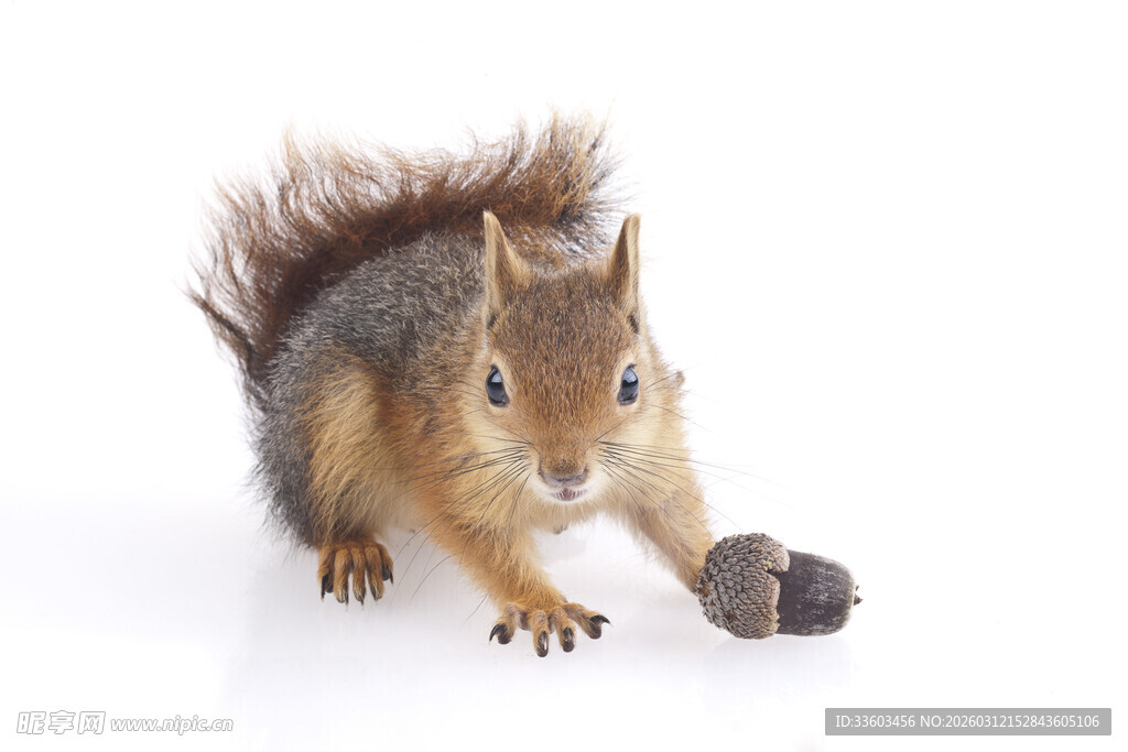 松鼠与松果的可爱瞬间