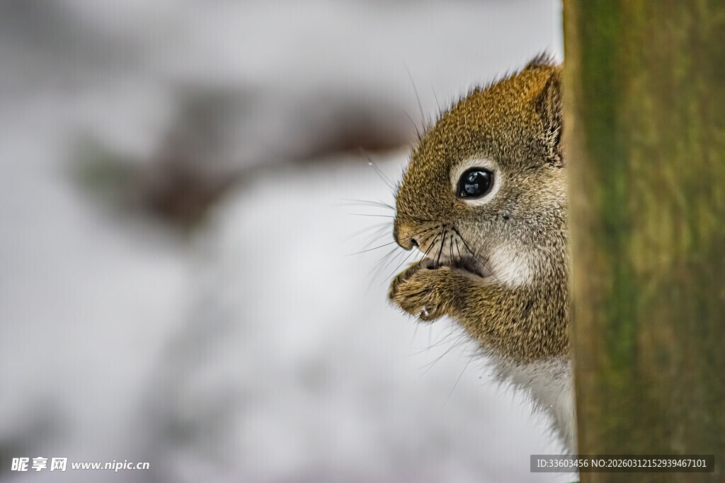 雪地中进食的可爱小松鼠