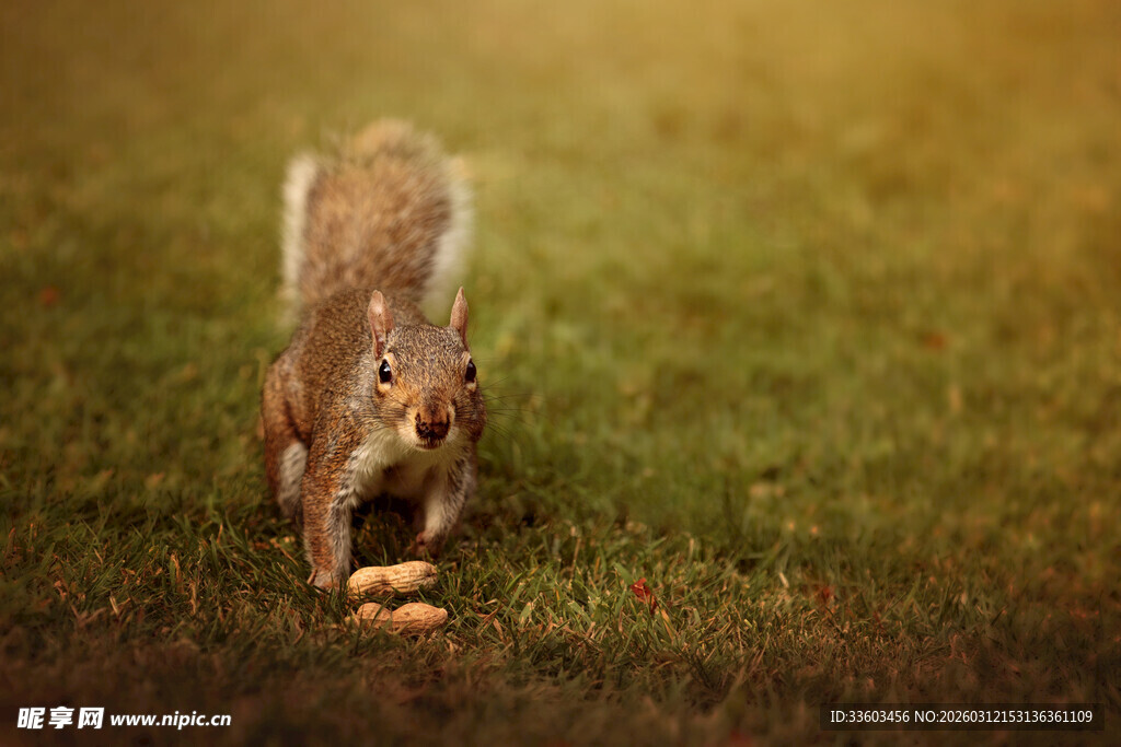 草地上觅食的可爱松鼠