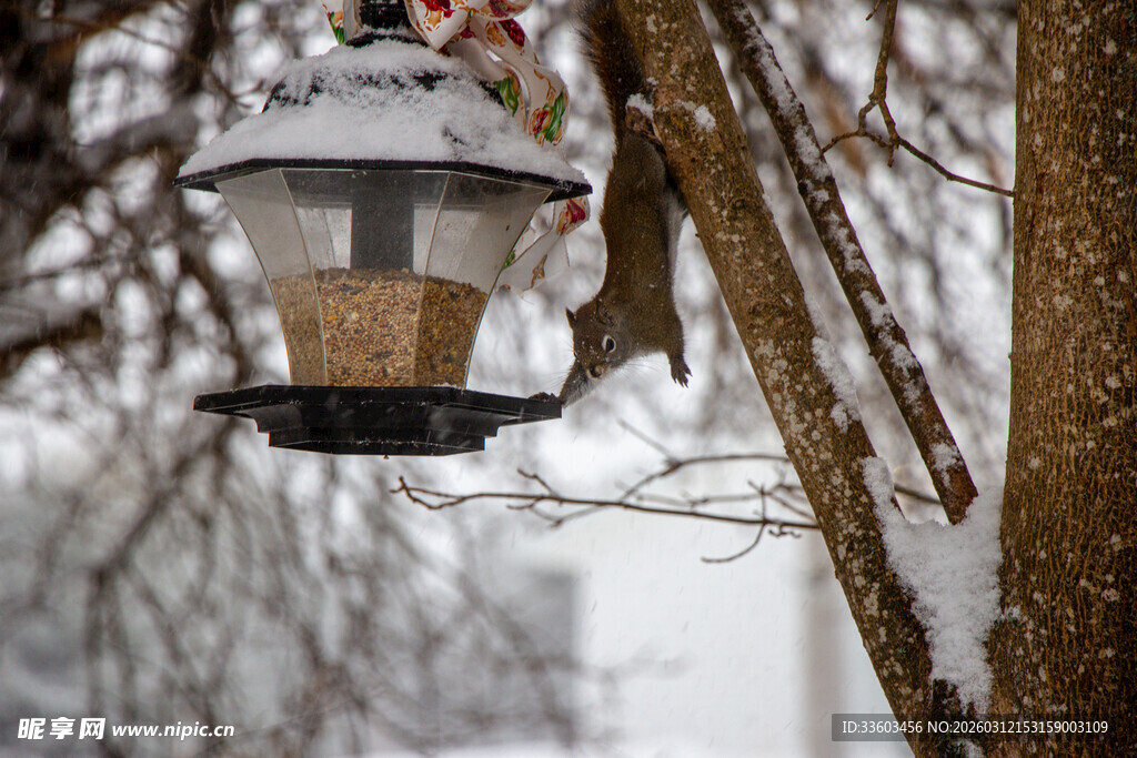 雪中挂于树枝的鸟食器
